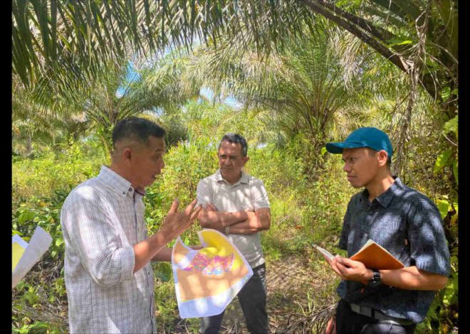 Rea empowered more than 600 self -help farmers in East Kalimantan for EUDR compliance and RSPO certification with technical support from the colltiva