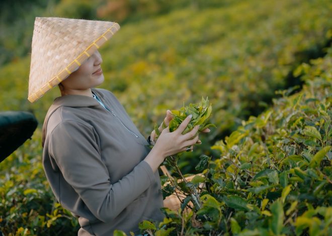 Have a wealth of Mineral SDA, Indonesia is the King of the World Industry