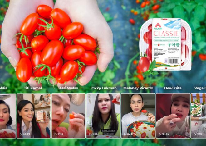Cherry Tomato Stevia Astyfarm, Premium tomato that makes Indonesian artists fall in love