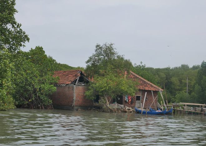 Indonesian Forest Day 2025: climate crisis, tidal floods, and increasing forests