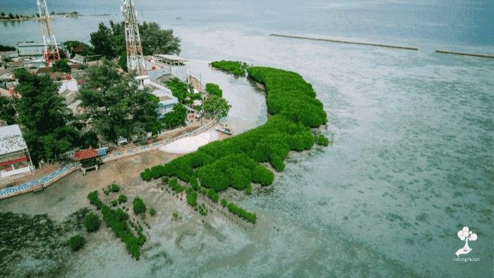 Pramuka Island: Strategic Location for Mangrove Planting & Coral Reef Restoration